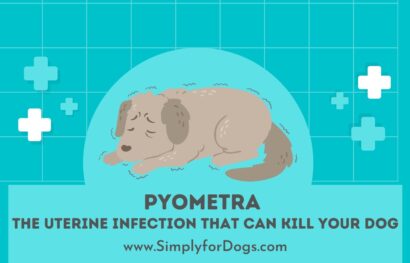 Pyometra