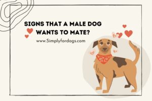 Signs-That-a-Male-Dog-Wants-to-Mate