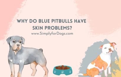 Why-Do-Blue-Pitbulls-Have-Skin-Problems