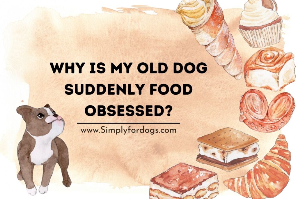Why Is My Old Dog Suddenly Foodobsessed? (Why & How to Control)