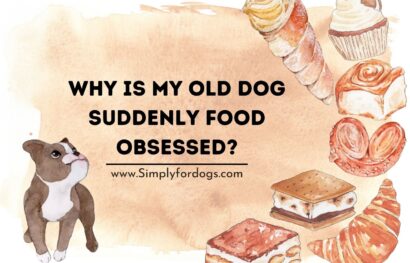 Why-Is-My-Old-Dog-Suddenly Food-obsessed