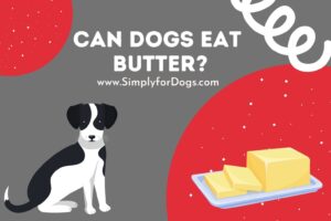 can dogs eat butter