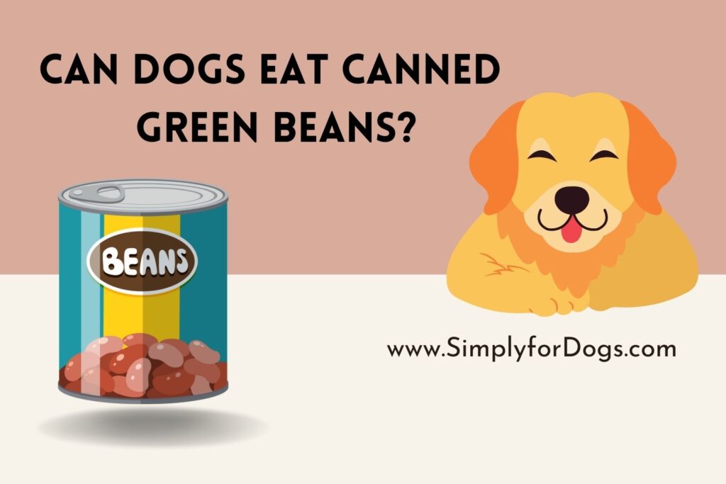 Can Dogs Eat Canned Green Beans? - ( Canned Food & Dog)