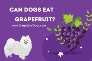 Can Dogs Eat Grapefruit? - (Pros & Cons) Simply For Dogs