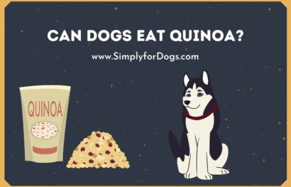 can dogs eat quinoa