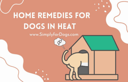 home-remedies-for-dogs-in-heat