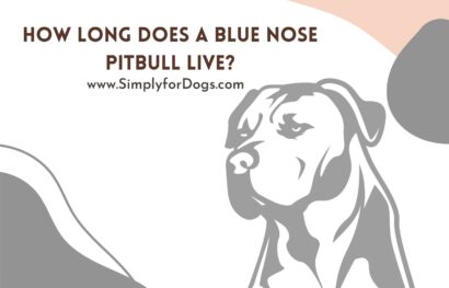 how-long-does-a-blue-nose-pitbull-live