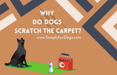 why-do-dogs-scratch-the-carpet