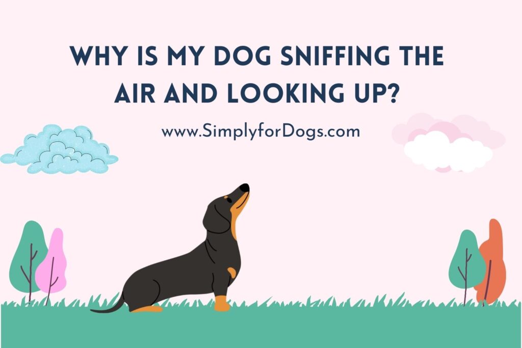 Why Is My Dog Sniffing the Air and Looking Up? (Anything Surprising?)