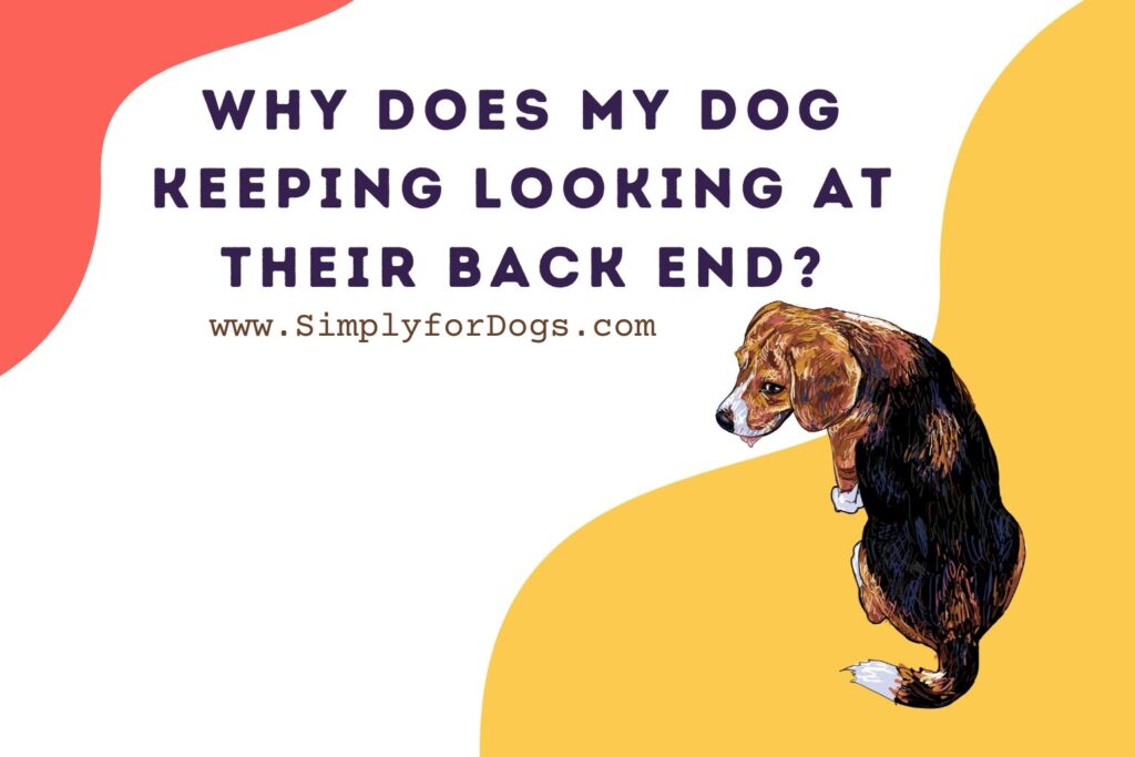 dog-keeping-looking-at-their-back-end-reasons-explained