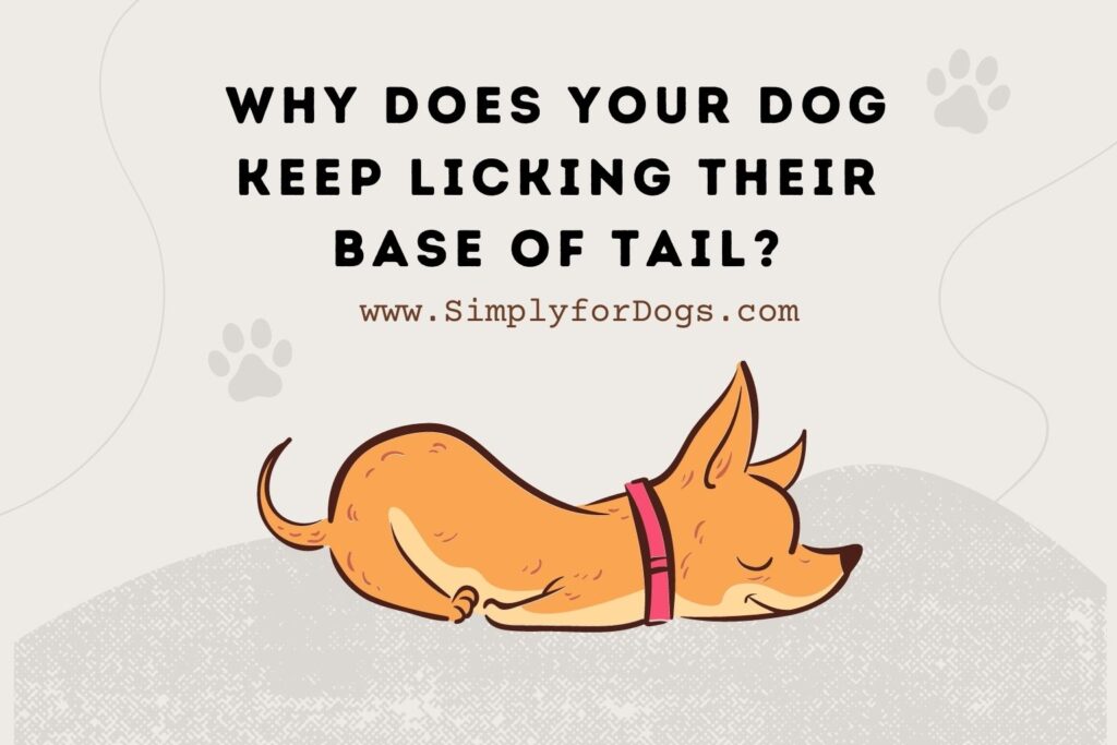 Dog Keep Licking Their Base of Tail (Reasons & Caring) Simply For Dogs