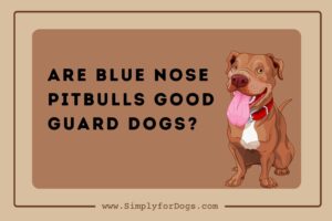 are blue nose pitbulls good guard dogs