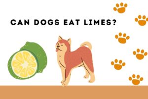 can dogs eat limes