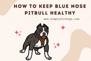 how to keep blue nose pitbull healthy