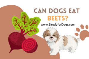 Can Dogs Eat Beets