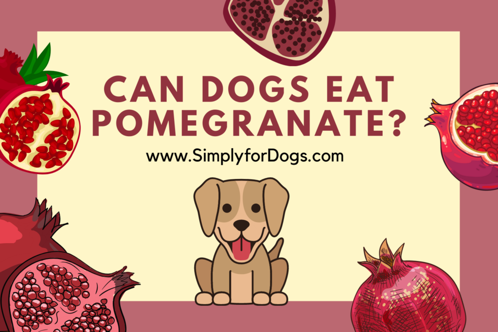 Can Dogs Eat Pomegranate? [What's Safe And What's Not?]
