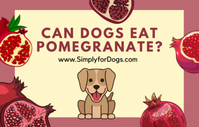 Can Dogs Eat Pomegranate