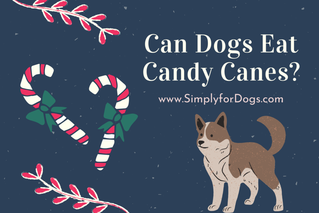 Can Dogs Eat Candy Canes? [Risks, Facts & More] Simply For Dogs