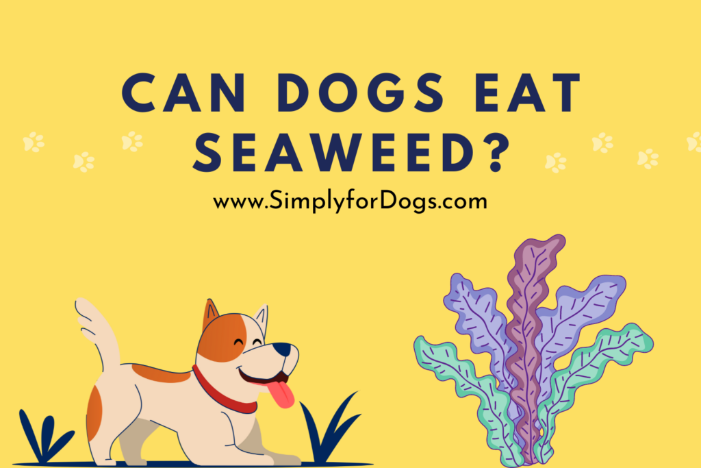 Can Dogs Eat Seaweed? [Know Before You Do Anything Wrong!]