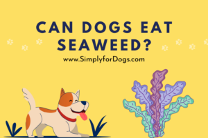 Can dogs eat seaweed