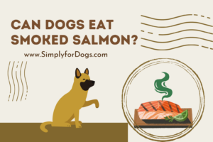 can dogs eat smoked salmon