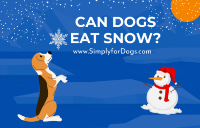 can dogs eat snow