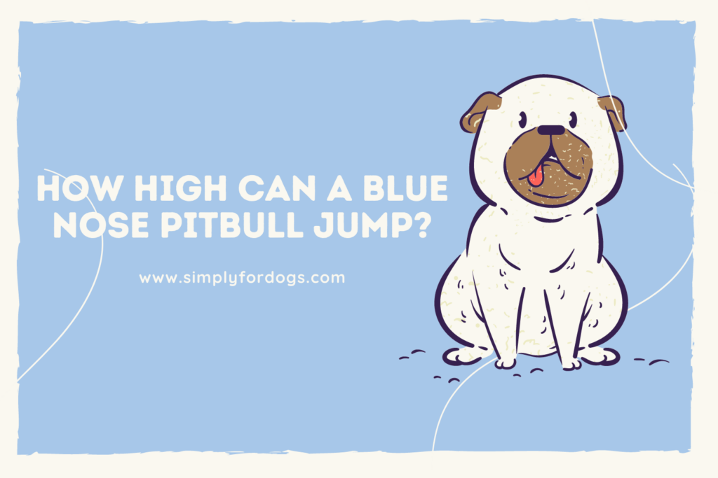 How High Can a Blue Nose Pitbull Jump? [Be Surprised!]