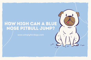 How High Can a Blue Nose Pitbull Jump