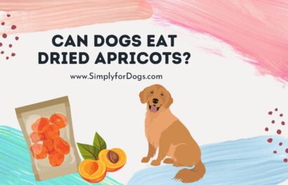 can dogs eat dried apricots