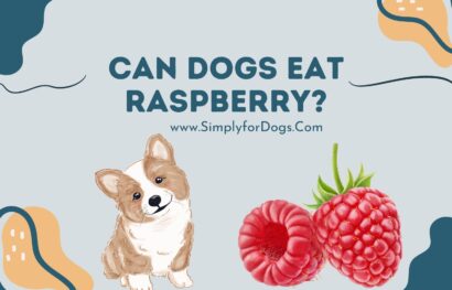 Can Dogs Eat Raspberry