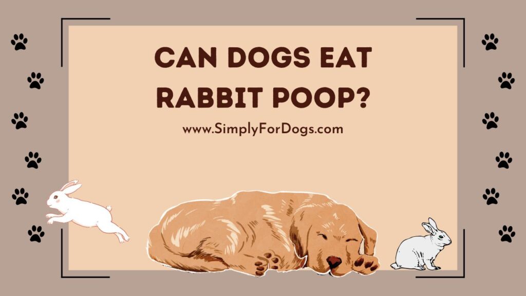 Can Dogs Eat Rabbit Poop? Simply For Dogs